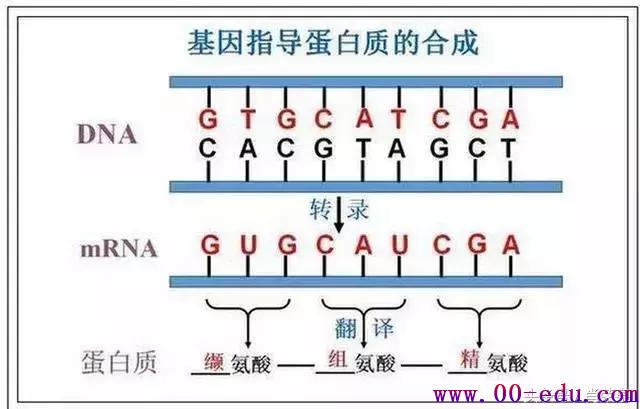 <a href=http://www.00-edu.com/edu-info-1077-0.html target=_blank class=infotextkey>߿</a>ȫ֪ʶ⣡һ޶ι