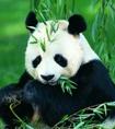  ĩڱ԰Σдһƪ70ҵĶģһҹĹ-èϢο Panda: from the west of china Colour: black and -꼶Ӣ
